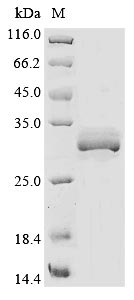 Rat Asgr1 protein