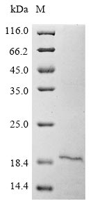 Human PLA2R1 protein