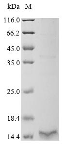 Human CLECL1 protein