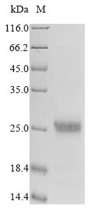 L1R protein