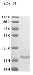 Mouse Lrpap1 protein