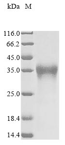LAMP5 protein