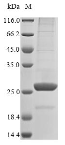 Mouse Angptl8 protein