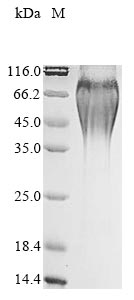 PLET1 protein