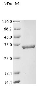 Zebrafish fibin protein