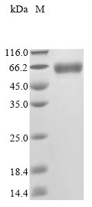 Mouse Pla2g7 protein