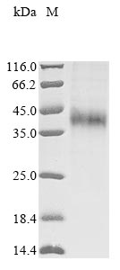 Rat Asgr1 protein