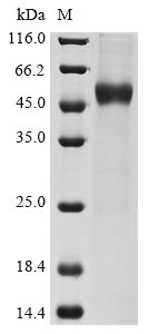 Human IL15 protein