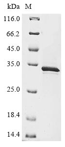Human FAM20C protein