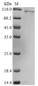 Human OLFML2B protein