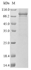 Human MGAT4A protein