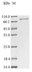 Rabbit DAG1 protein