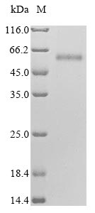 Human HYAL2 protein