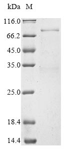 Human DEAF1 protein