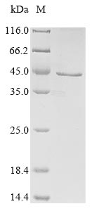 herpesvirus 1 Envelope glycoprotein D protein