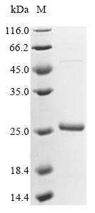 HSP23.6 protein