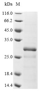 Human METTL7B protein