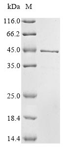 Xenopus sox1 protein