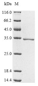 Human BCL9 protein