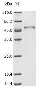 Human FUCA2 protein