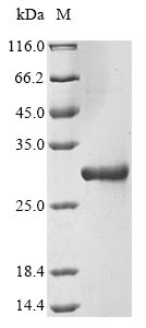 Human M2-1 protein