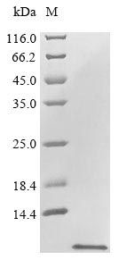 PDF1.2A protein