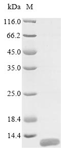 Human MUC21 protein