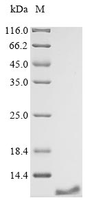 Mouse Slc2a1 protein