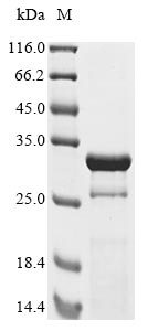 Human adenovirus B serotype 3 Hexon protein