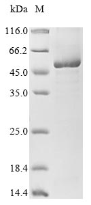 pylS protein