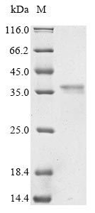 Rat Q62812 protein