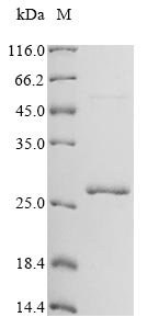Reovirus type 3 Outer capsid protein lambda-2 protein