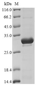 E. coli stcE protein