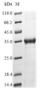 Human MYLK protein