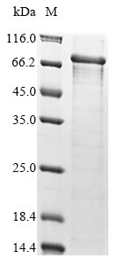 Human ISM2 protein