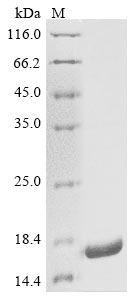 E. coli Escherichia phage lambda Capsid decoration protein