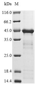 kgp protein