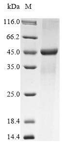 Rat Trim63 protein
