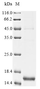 RT0041 protein
