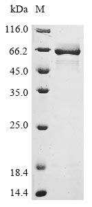 E. coli oppA protein