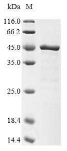 Human FBXO4 protein