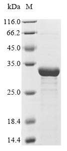 aprN protein