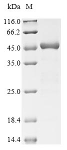 E. coli proA protein