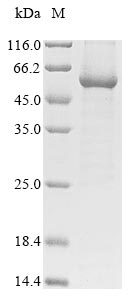 Mouse Frk protein