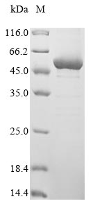 groL protein