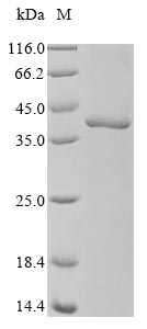 Human EEF2KMT protein