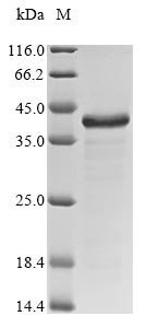 lytM protein