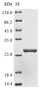 PH1536 protein