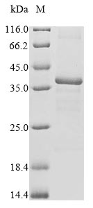ophA1 protein