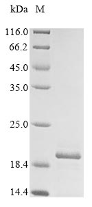 Rat Sncg protein